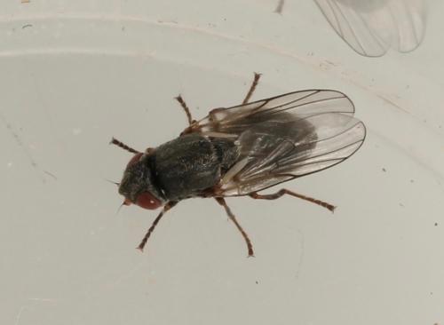 Lipara similis